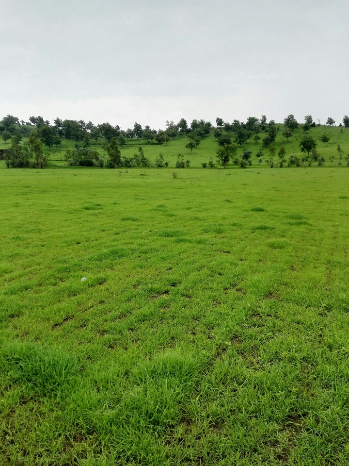 luscious green
