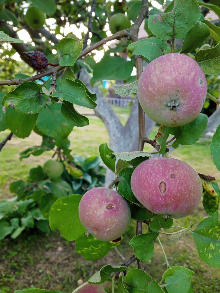 Apples