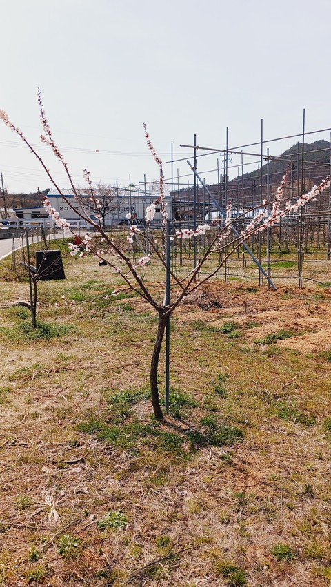 grass, 陸地桌布