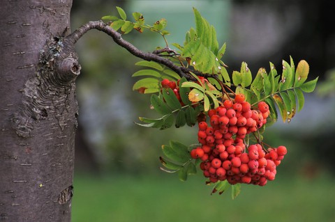 lovely, botany वॉलपेपर