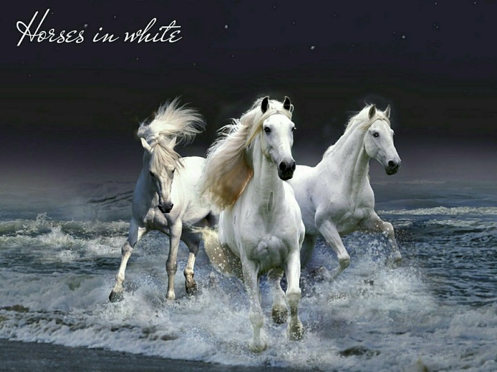 Horses in white.