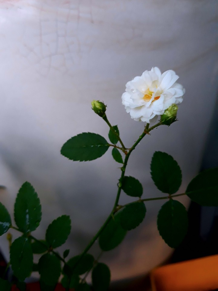 Bạch Trà Rose