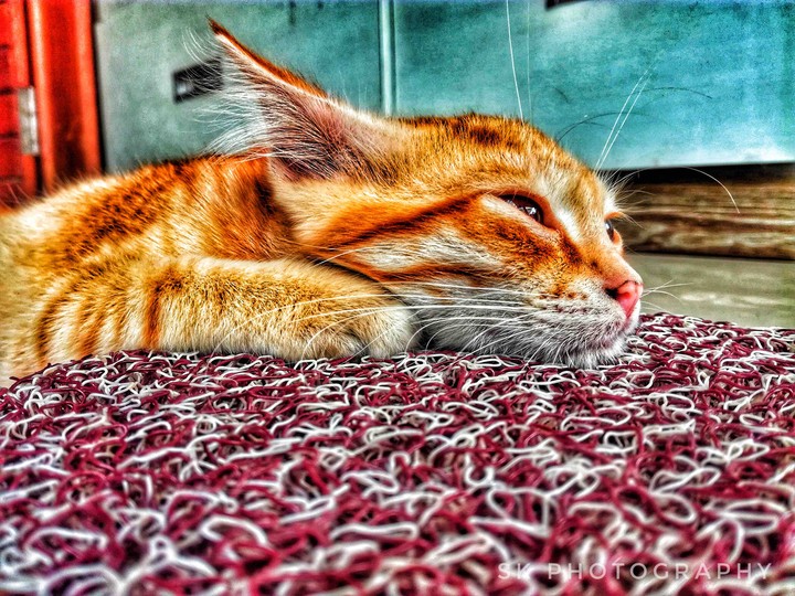 cat
