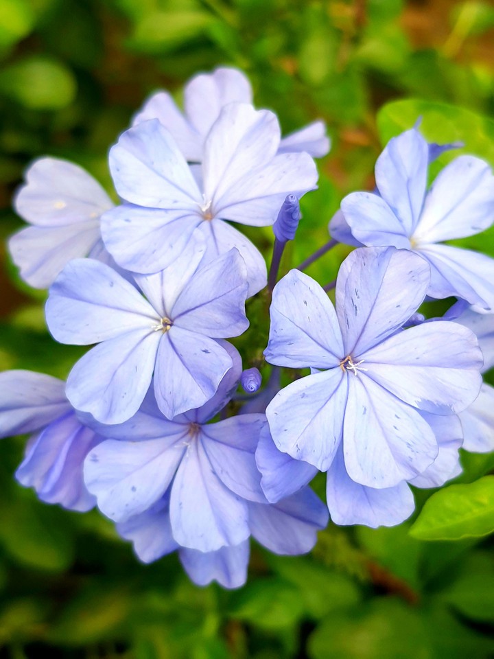 pastel blue on flower