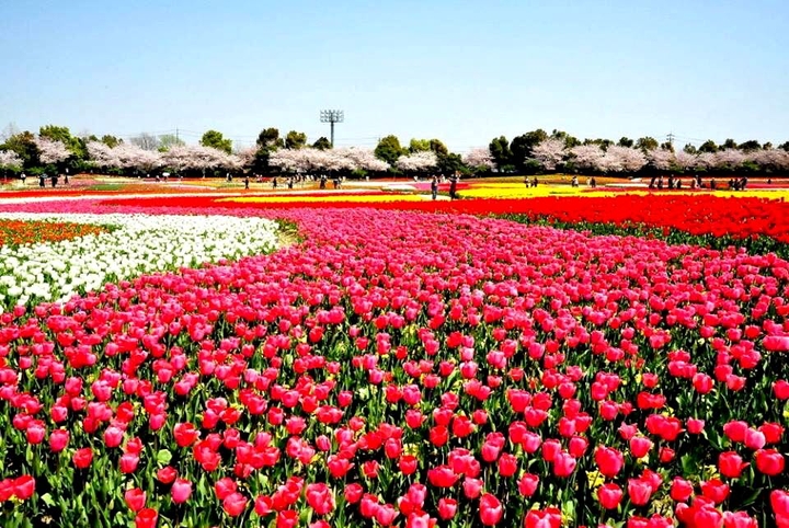 colorful Roses 
