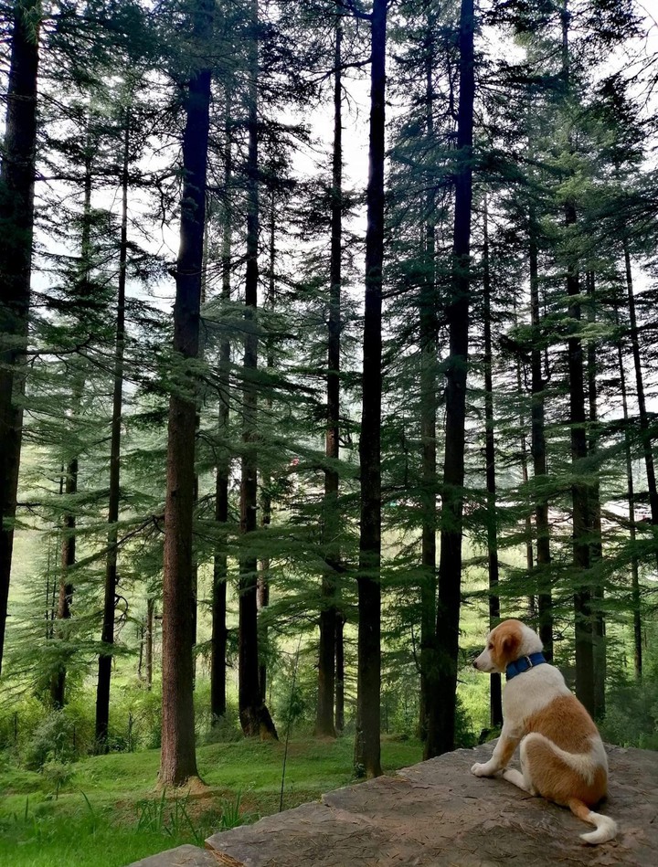 nature