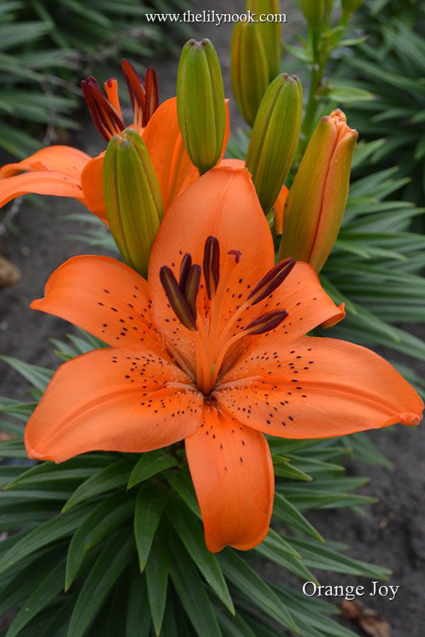 Orange flower.
