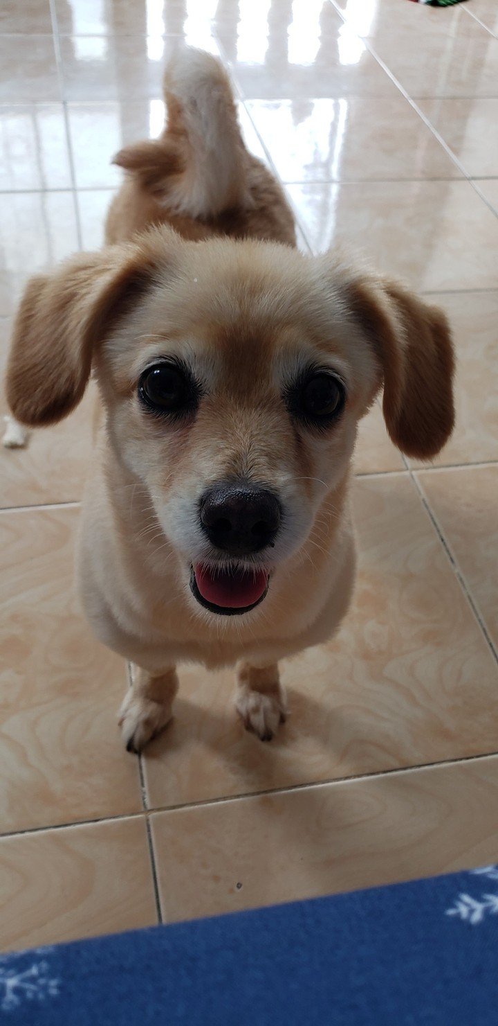 THE dog