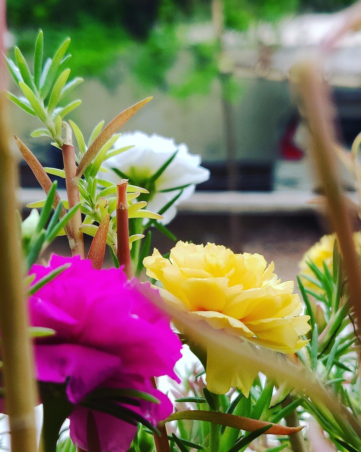 flowers