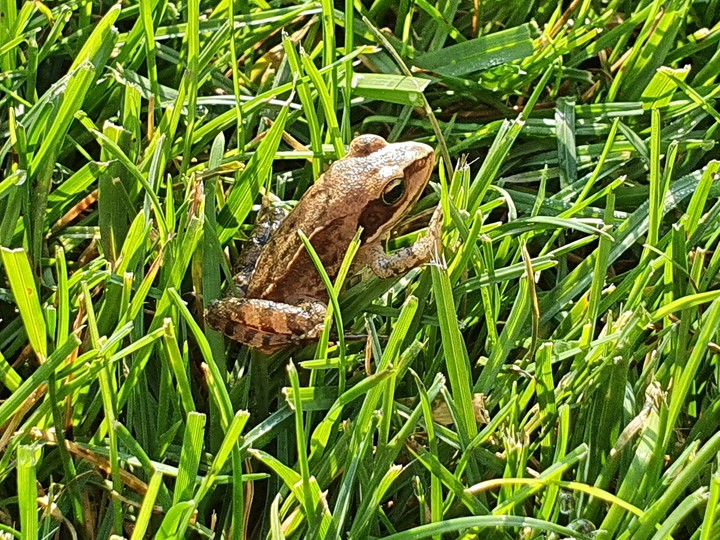 frosch