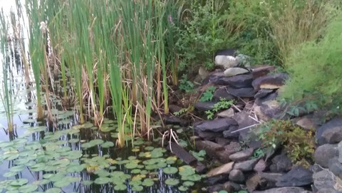 Pond