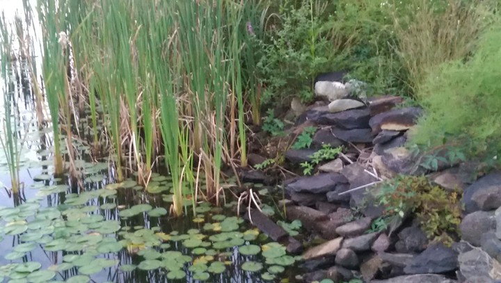 Pond