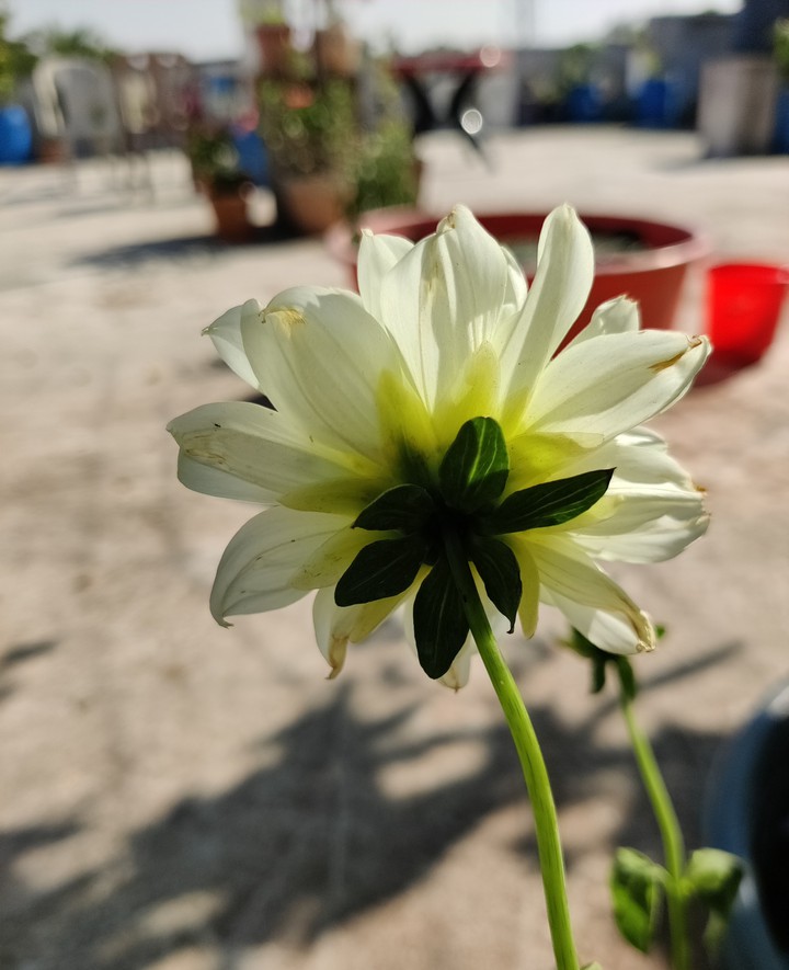 Gerbera Flower