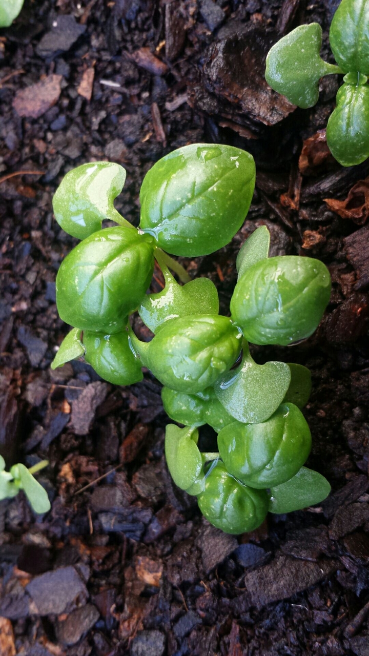 Seedlings renewed