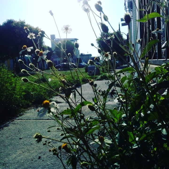 Urban nature