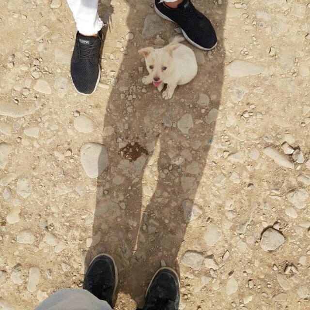 pappy dog