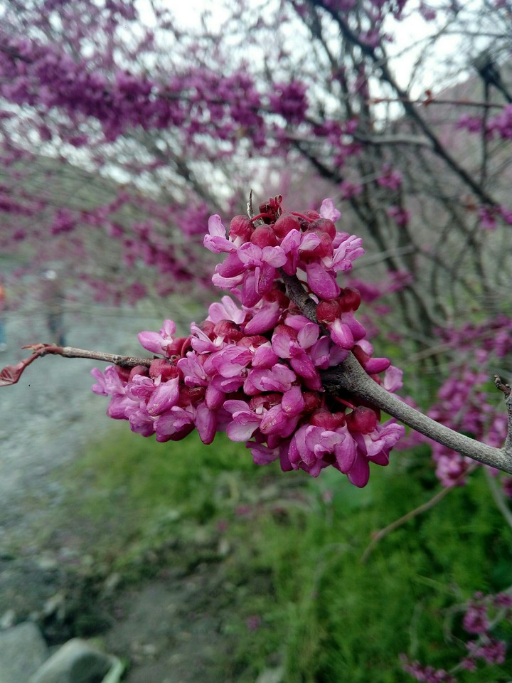 Arghavan