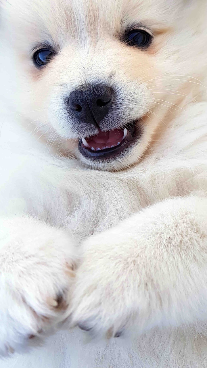 polar bear puppy