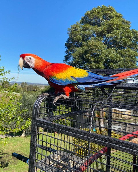 Parrot