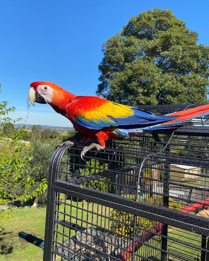 Parrot