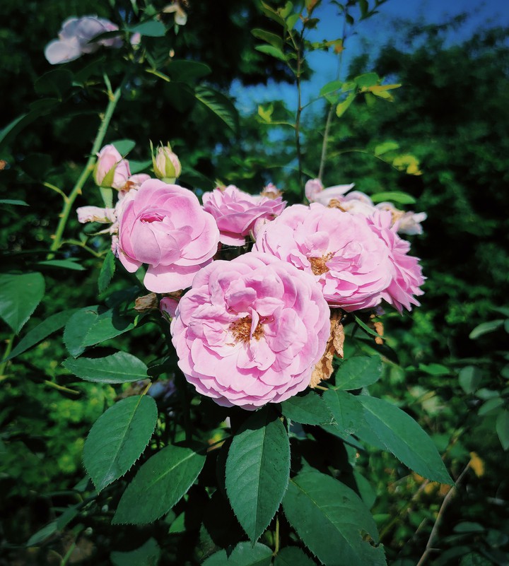 Rose's