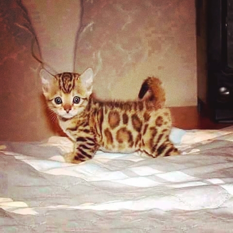 cute cat