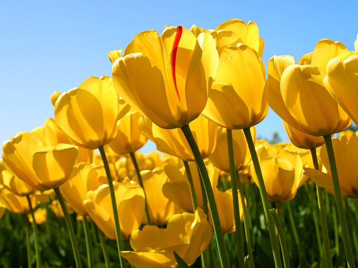 most beautiful flowers