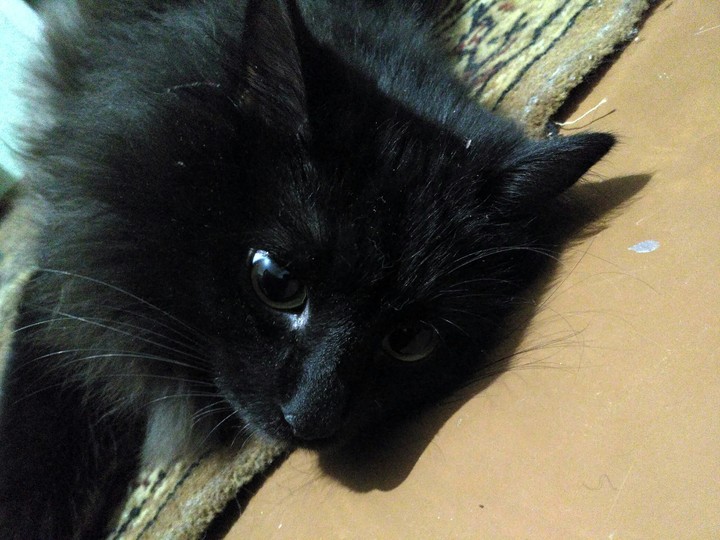 Chester the cat