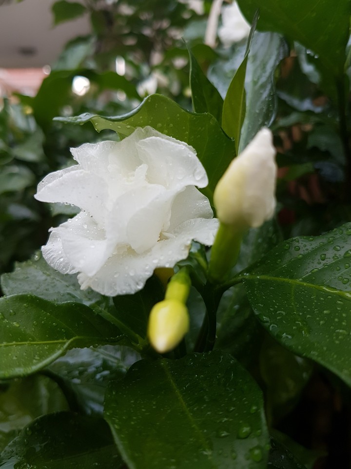 pure and fresh