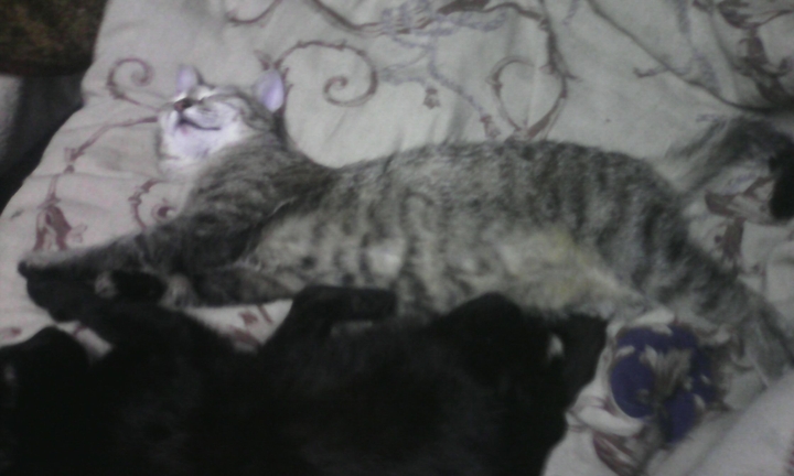 Cat        ;-3