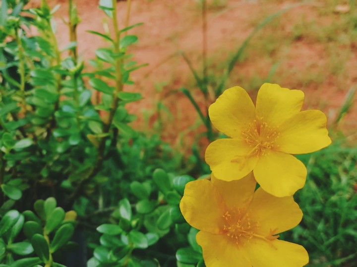yellow love