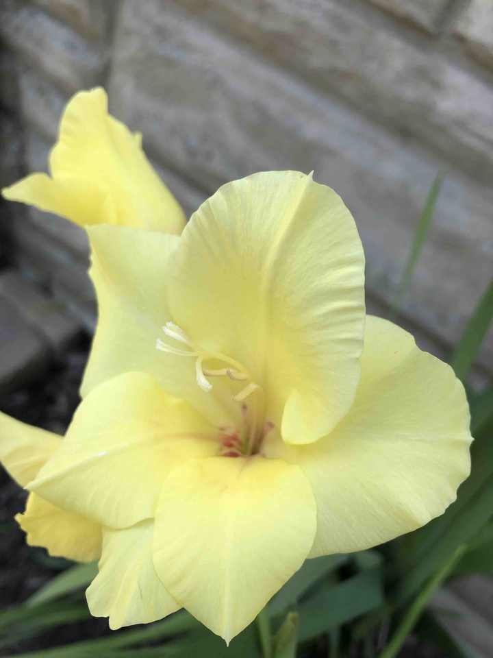 Glad bloom