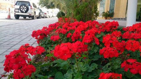 winter season in qatar