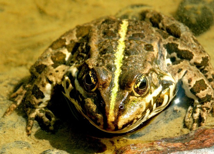 toad