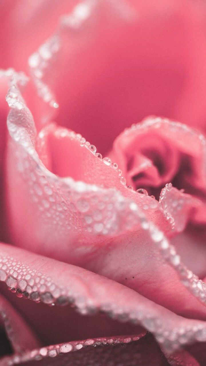 #Flower