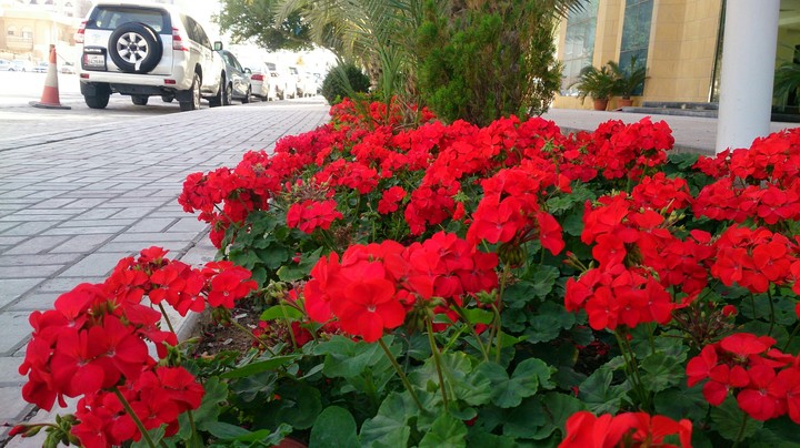 winter season in qatar