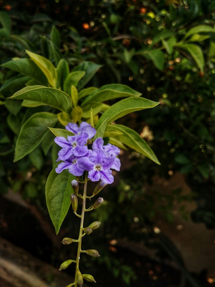 flower