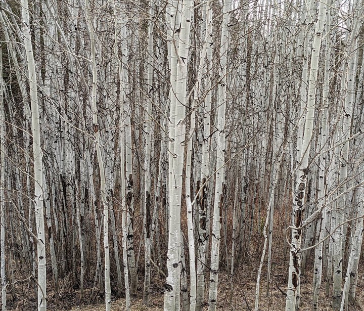 Aspen Grove