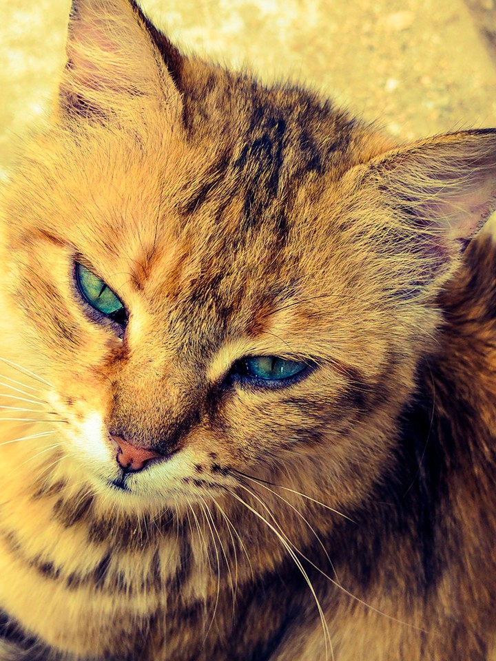 cat