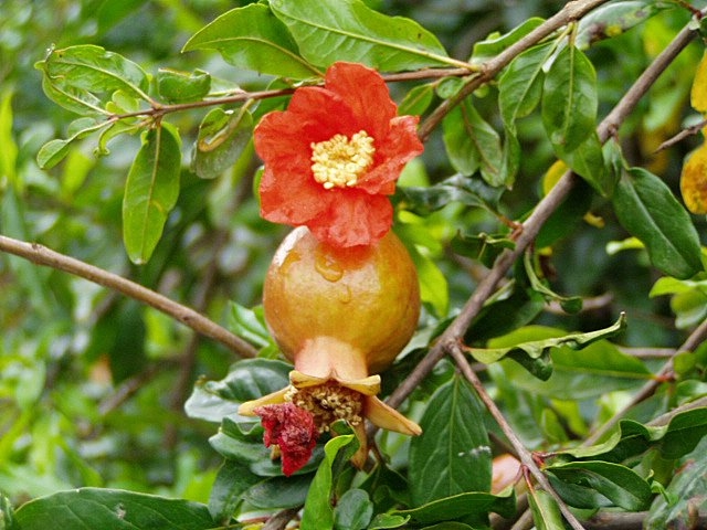 pomegranate