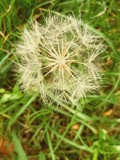 Green, Grasses, Close-up