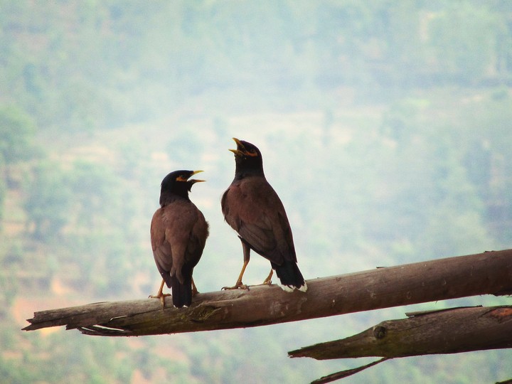 sarau nepal birds