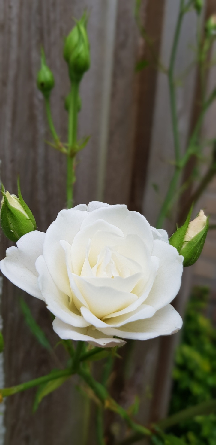 rose