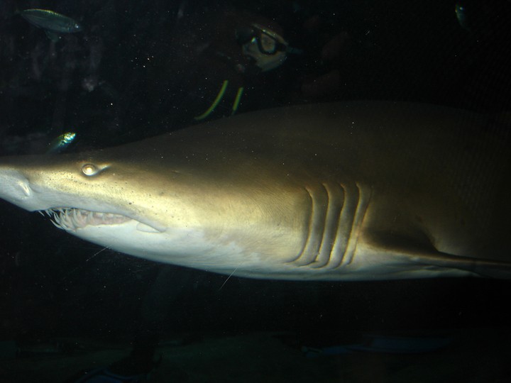Animal