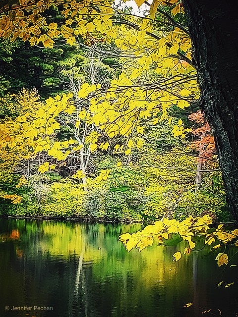 NY Fall