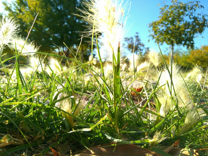 airgrass