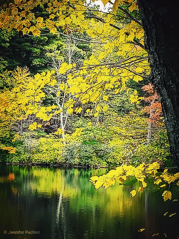NY Fall