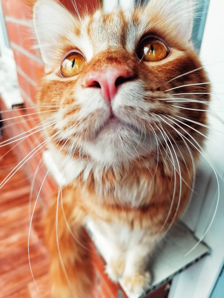 cat