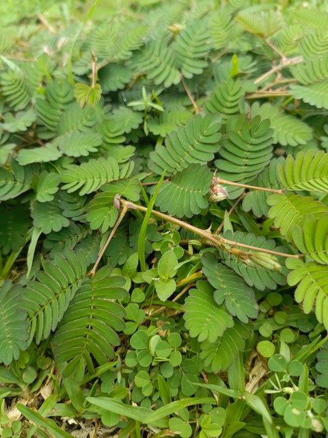 tapety vegetation, groundcover