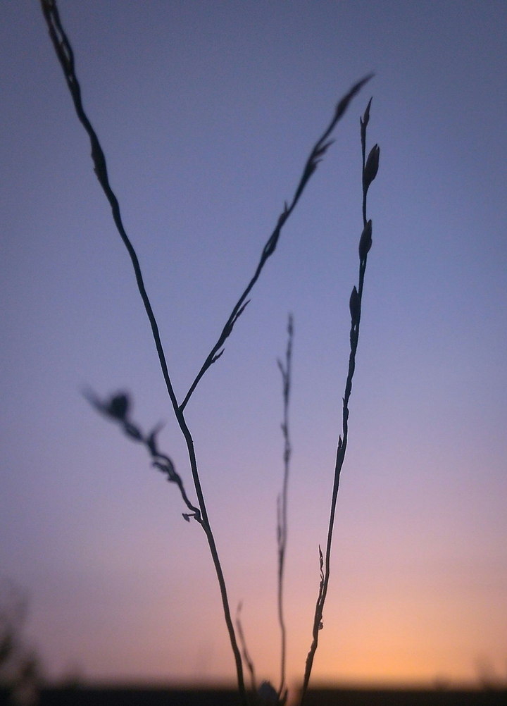 walpaper